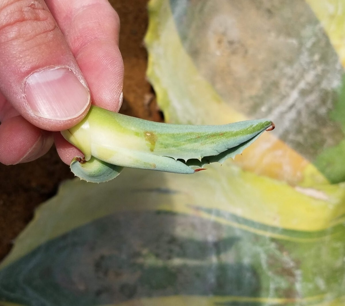 【特選美株】胴切り子株 アガベ オバティフォリア バリエガータ オルカ Agave ovatifolia variegated ORCA 検索 チタノタ 華厳 パリー_画像6