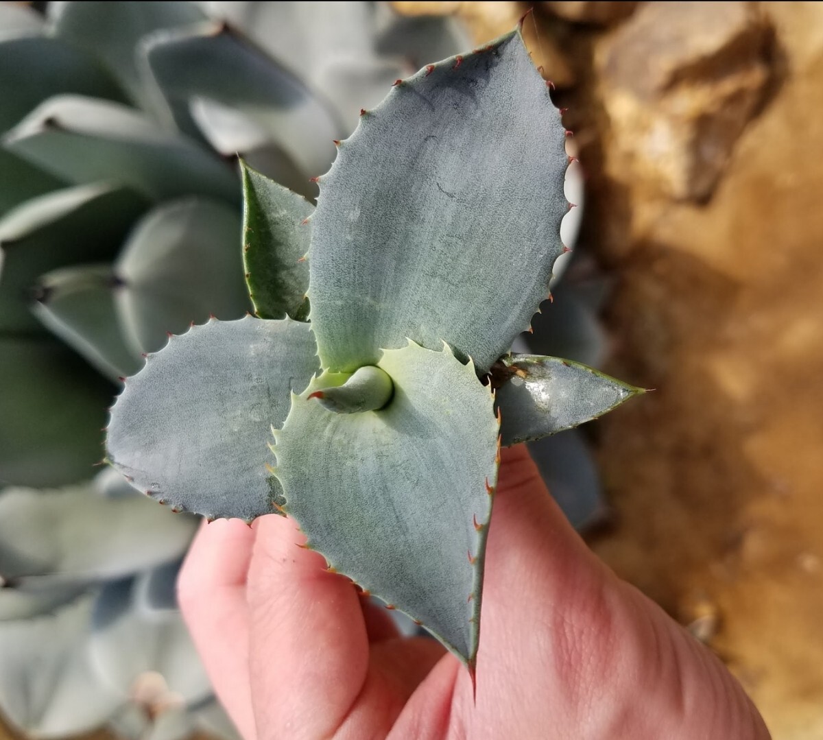 アガベ パリー トランカータ Agave parryi var truncata 検索 チタノタ アメリカーナ 吉祥天 _画像6