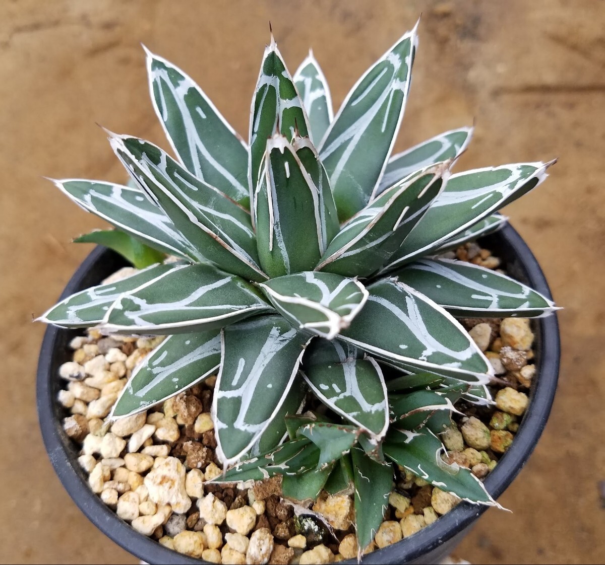 【子株3個付き】アガベ 笹の雪 Agave victoriae reginae ビクトリアレジーナ  検索 チタノタ 華厳 パリー アメリカーナ 斑入りの画像4