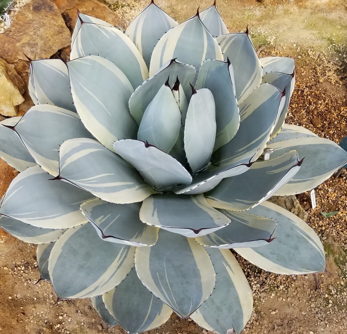 【確実本物 】Agave parryi var. truncata Orizaba アガベ パリー トランカータ オリザバ 検索 チタノタ アメリカーナトルンカーターの画像1