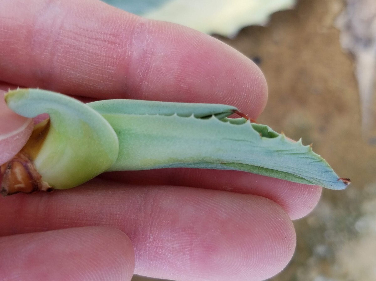 【特選美株】胴切り子株 アガベ オバティフォリア バリエガータ オルカ Agave ovatifolia variegated ORCA 検索 チタノタ 華厳 パリー_画像5