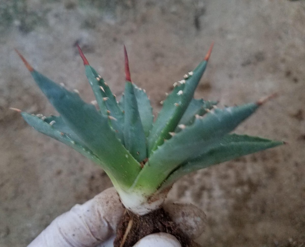 陽炎 選抜 Agave utahensis var. eborispina アガベ ユタエンシス エボリスピナ 検索 チタノタ アメリカーナパリー トランカータ_画像4