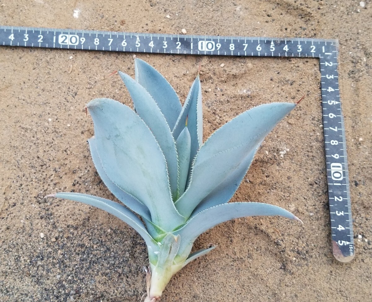 アガベ ピグマエア ドラゴントゥース Agave pygmaea Dragontoes カキ子株 検索 チタノタ 華厳 パリー トランカータの画像5