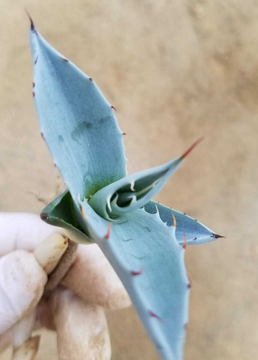 アガベ パラサナ ミートクロウ agave parrasana MeatClaw 検索 チタノタ 華厳 パリー アメリカーナの画像7