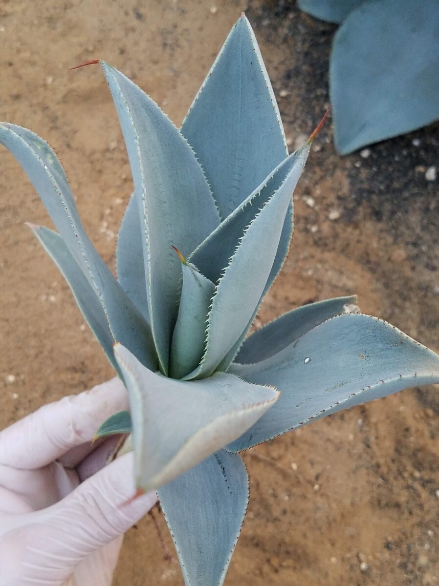 アガベ ピグマエア ドラゴントゥース Agave pygmaea Dragontoes カキ子株 検索 チタノタ 華厳 パリー トランカータの画像8