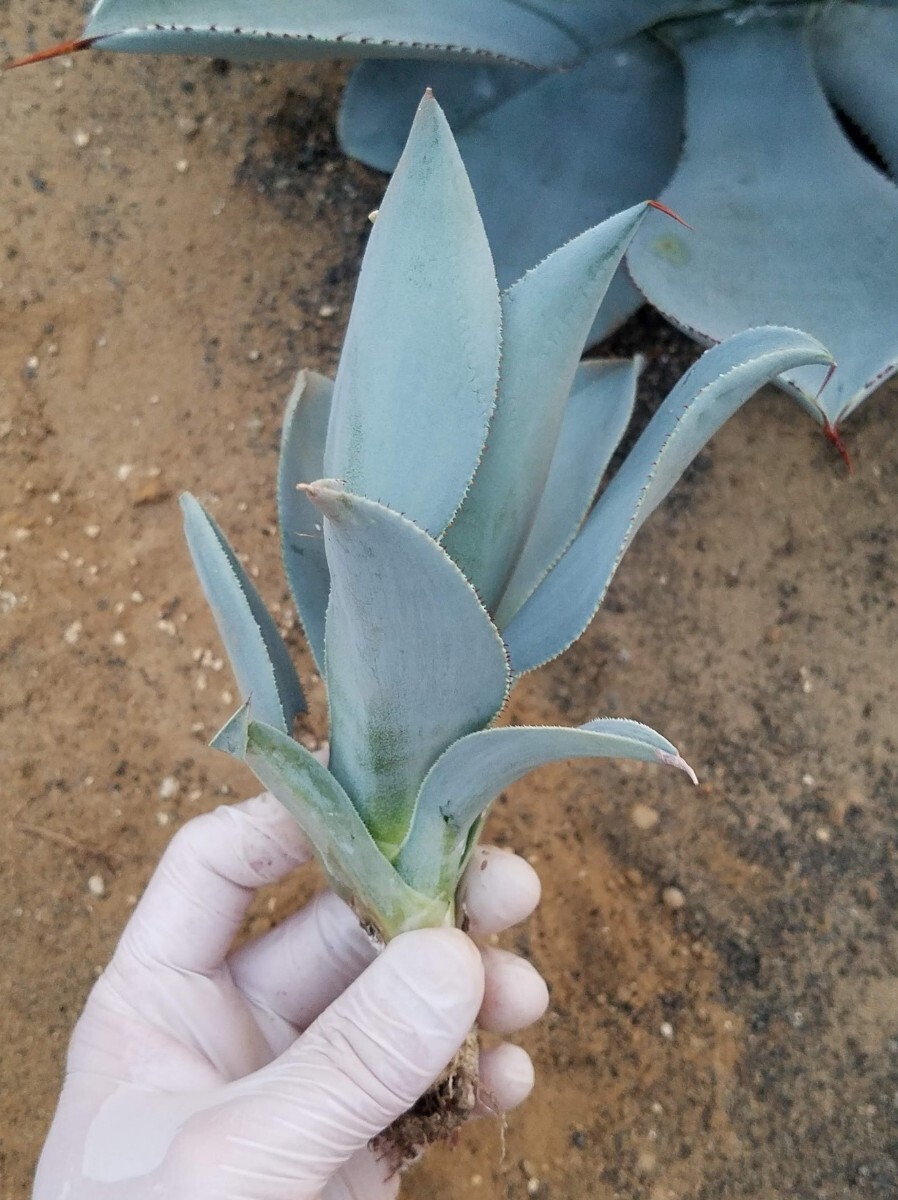 アガベ ピグマエア ドラゴントゥース Agave pygmaea Dragontoes カキ子株 検索 チタノタ 華厳 パリー トランカータの画像9