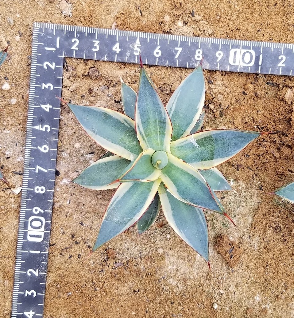 稀少【特選美株】 アガベ バーントバーガンディ錦 Agave Burnt Burgundy Variegata 斑入り 検索 アメリカーナ トランカータ パリー の画像2