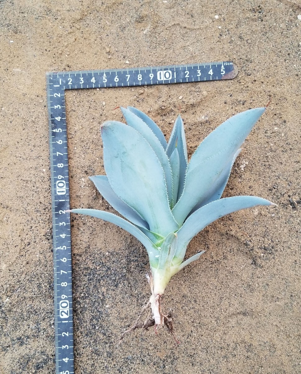 アガベ ピグマエア ドラゴントゥース Agave pygmaea Dragontoes カキ子株 検索 チタノタ 華厳 パリー トランカータの画像4