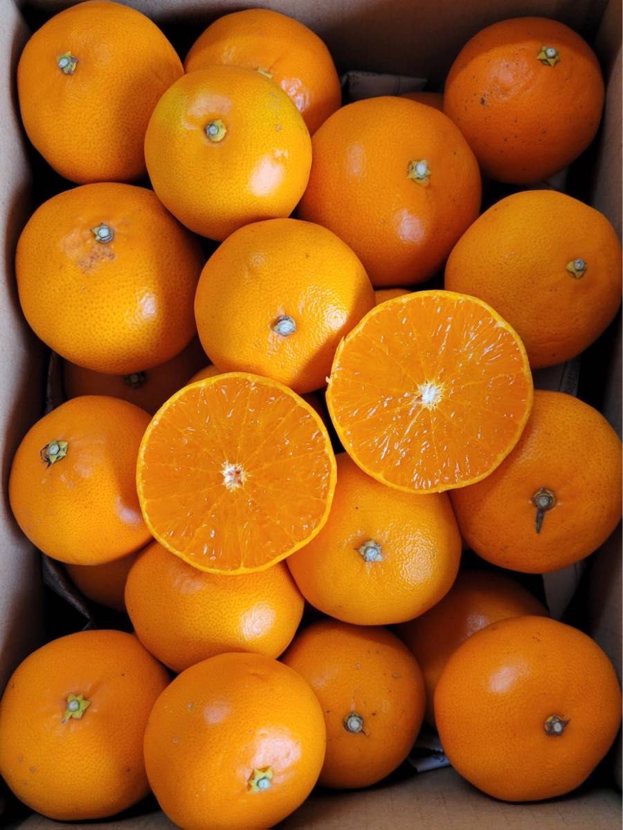 愛媛県産　せとか　3kg   柑橘　ミカン