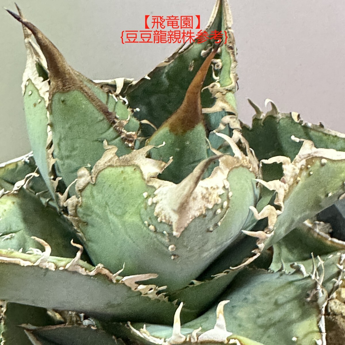 Yahoo!オークション - 【飛竜園】F-630 多肉植物 アガベ Yahoo!オークション - 【飛竜園】F-630 多肉植物 アガベ