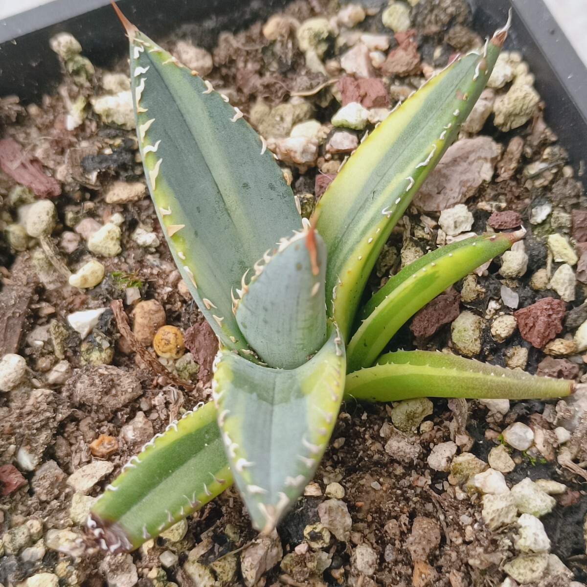 【飛竜園】F-689 特選 アガベ チタノタ 帝君錦 覆輪斑 agave emperor 強棘 狂刺 背棘 極上株 激レア 発根済_画像3