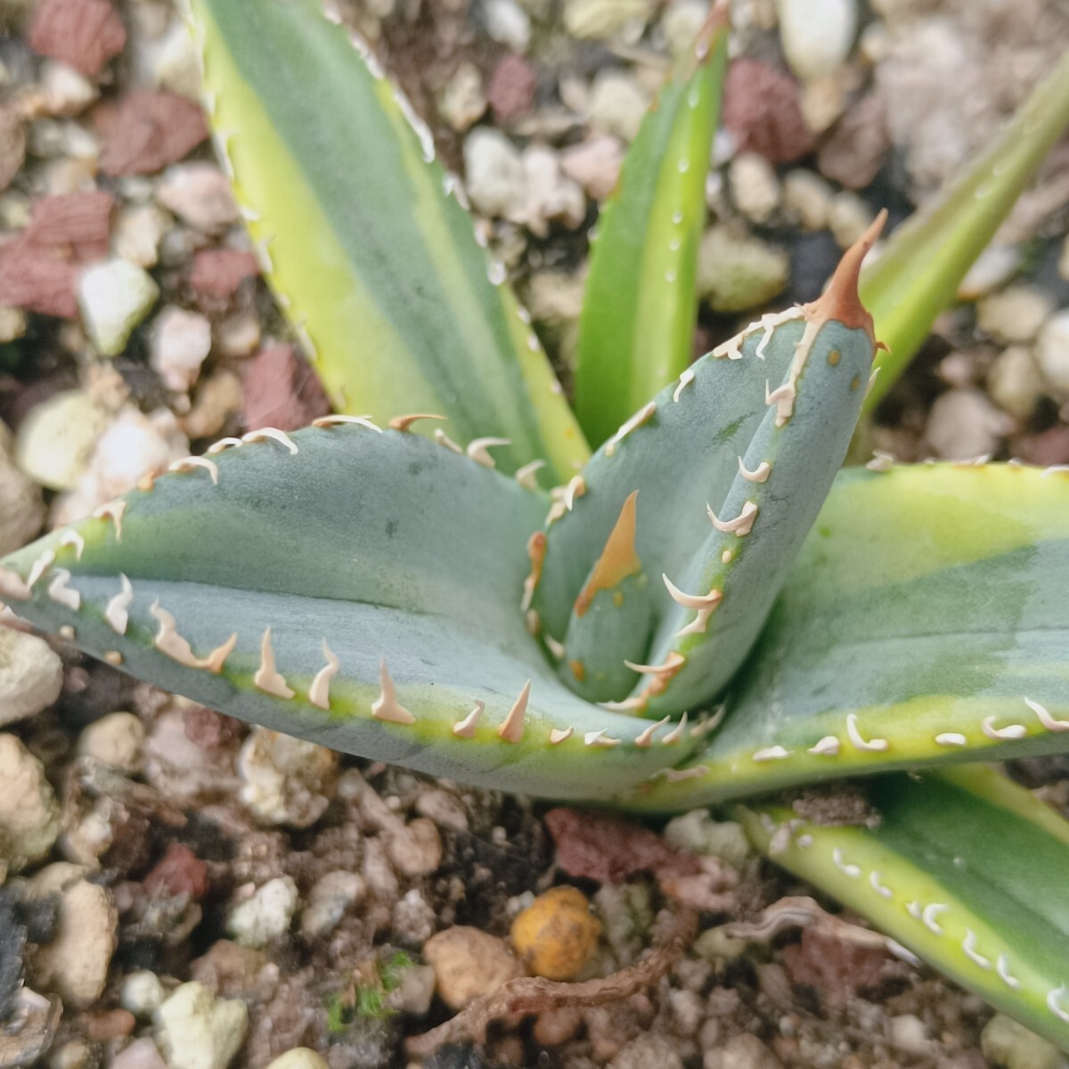 【飛竜園】F-689 特選 アガベ チタノタ 帝君錦 覆輪斑 agave emperor 強棘 狂刺 背棘 極上株 激レア 発根済_画像2