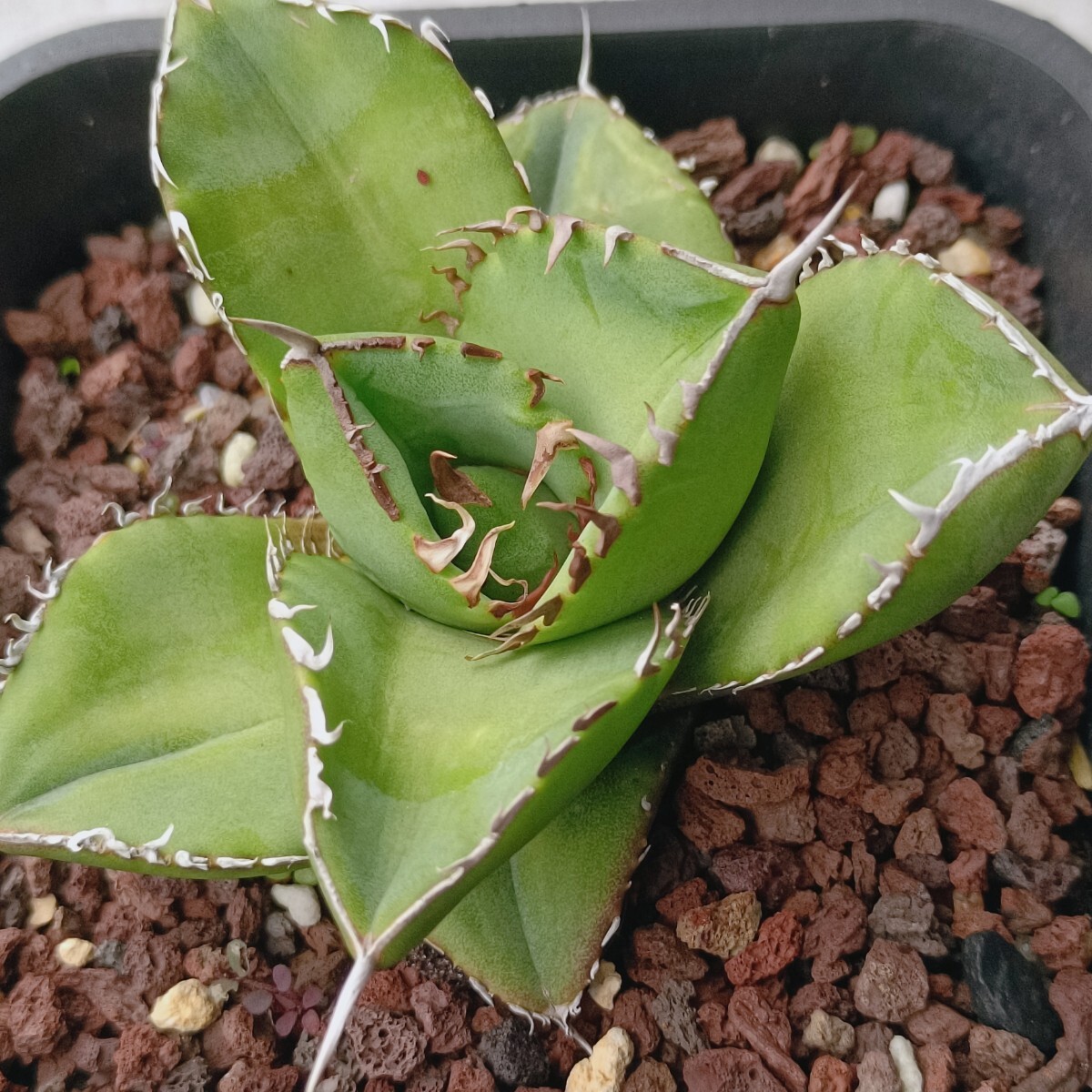 【飛竜園】F-209 特選 アガベ チタノタ柊月 agave titanota holly moon 極上株の画像6