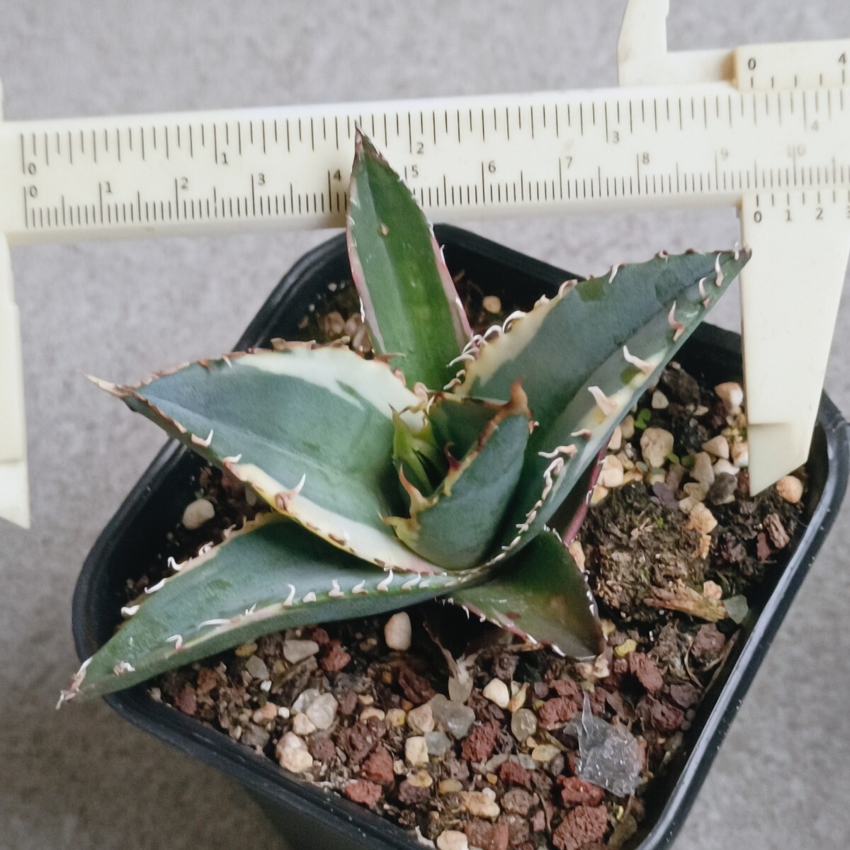 [. dragon .]F-677 special selection agave chitanota a little over . white .. white . wheel . permanent. white . wheel .) finest quality stock departure root settled ultra rare 