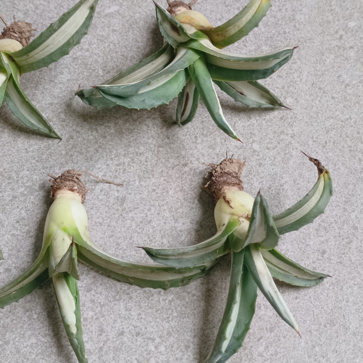 [. dragon .]F-684 special selection agave America -na.. white middle . finest quality large 5 stock 
