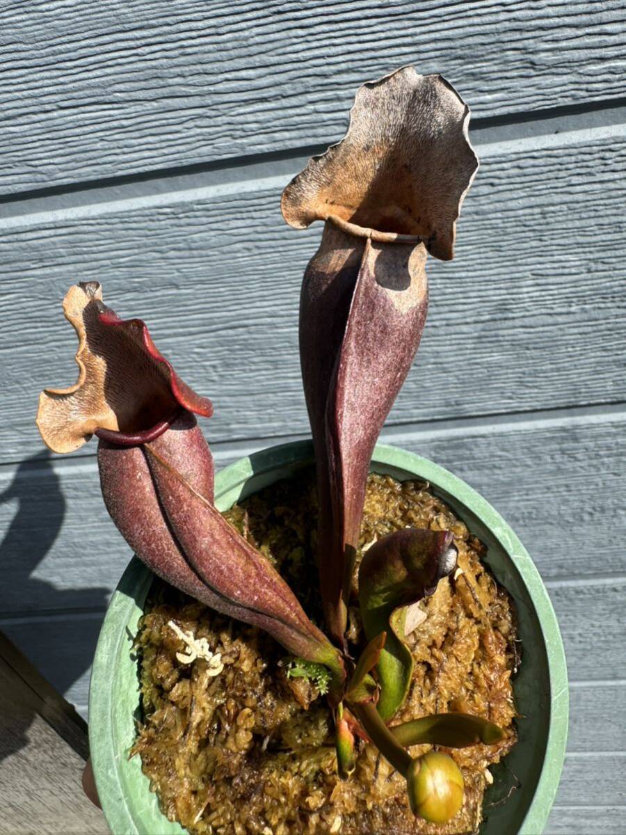 Sarracenia purpurea 'Switzerland' サラセニア 食虫植物の画像4