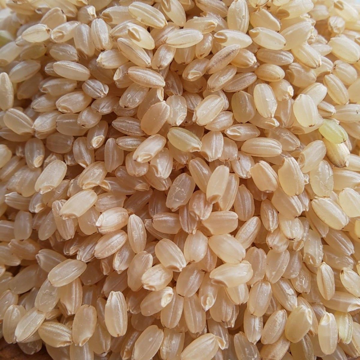 安全性◎【大粒】無農薬 無化学肥料 除草剤不使用 ヒノヒカリ 玄米