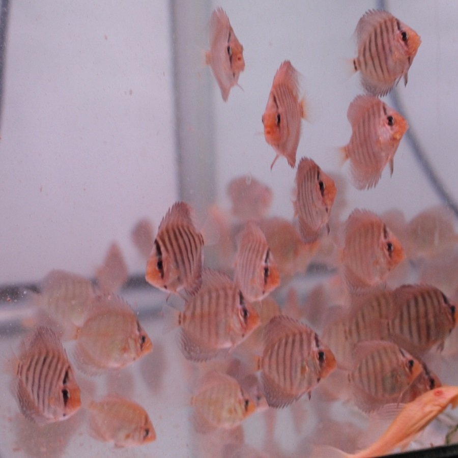 Немецкий Redter Koiz 6 Set Set (Tropical Fish) до 21 апреля