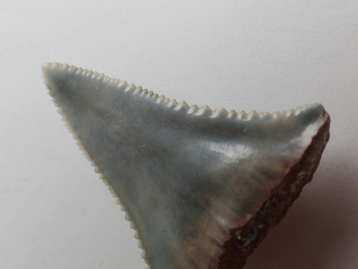 サメの歯 化石 千葉県 銚子の画像7