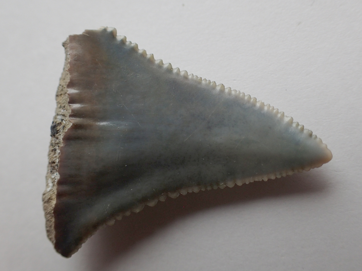 サメの歯 化石 千葉県 銚子の画像8