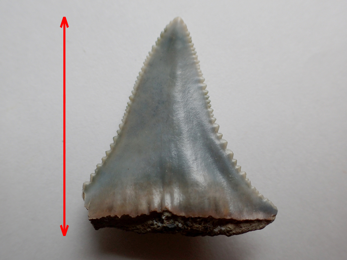 サメの歯 化石 千葉県 銚子の画像4