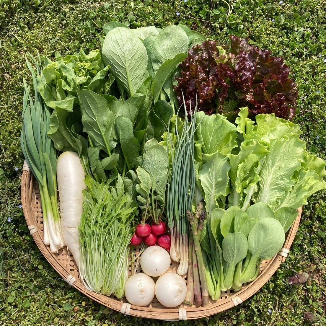 新鮮！旬の野菜セット(春) SSサイズ 栽培期間中農薬・化学肥料不使用