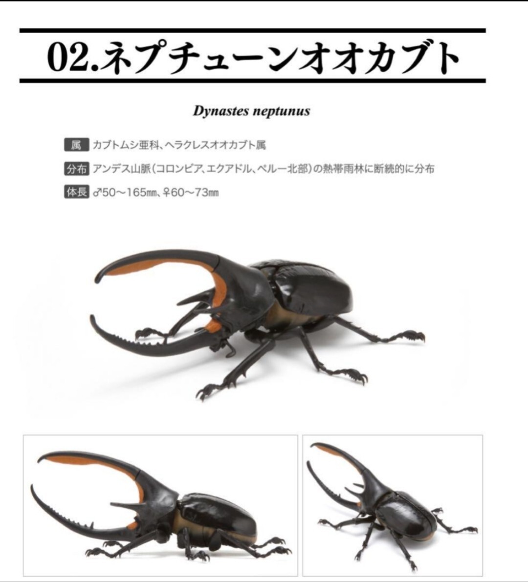 いきもの大図鑑 かぶとむし 03 ネプチューンオオカブト バンダイ 新品 未開封の画像1