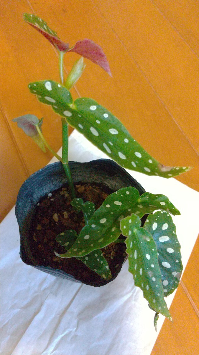 原種　Begonia maculata　①　ベゴニア　マクラタ　水玉　模様　観葉植物　マキュラータ　マクラータ　木立ち_画像3