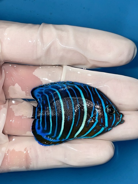 ワヌケヤッコ幼魚 5-6ｃｍ±（新春セール）の画像1