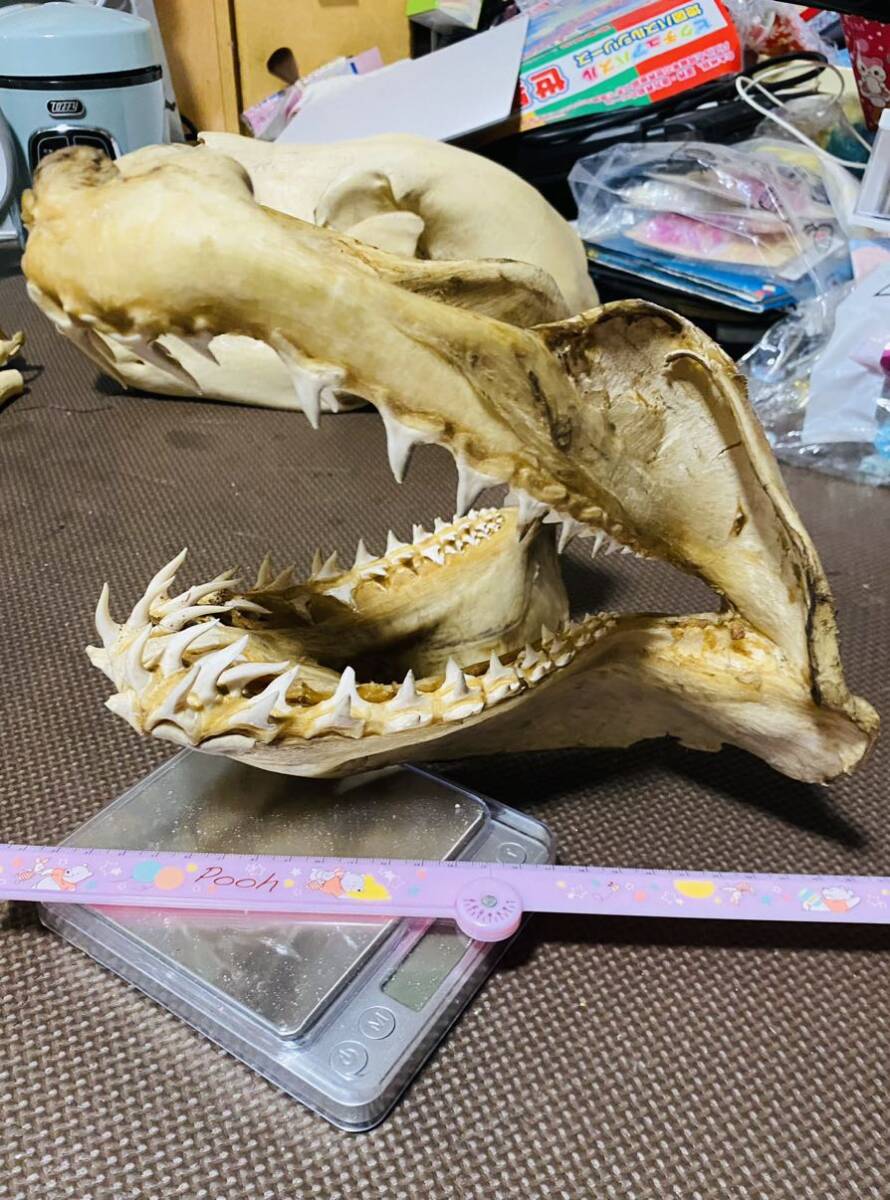サメ鮫の顎骨標本　牙たくさん_画像1