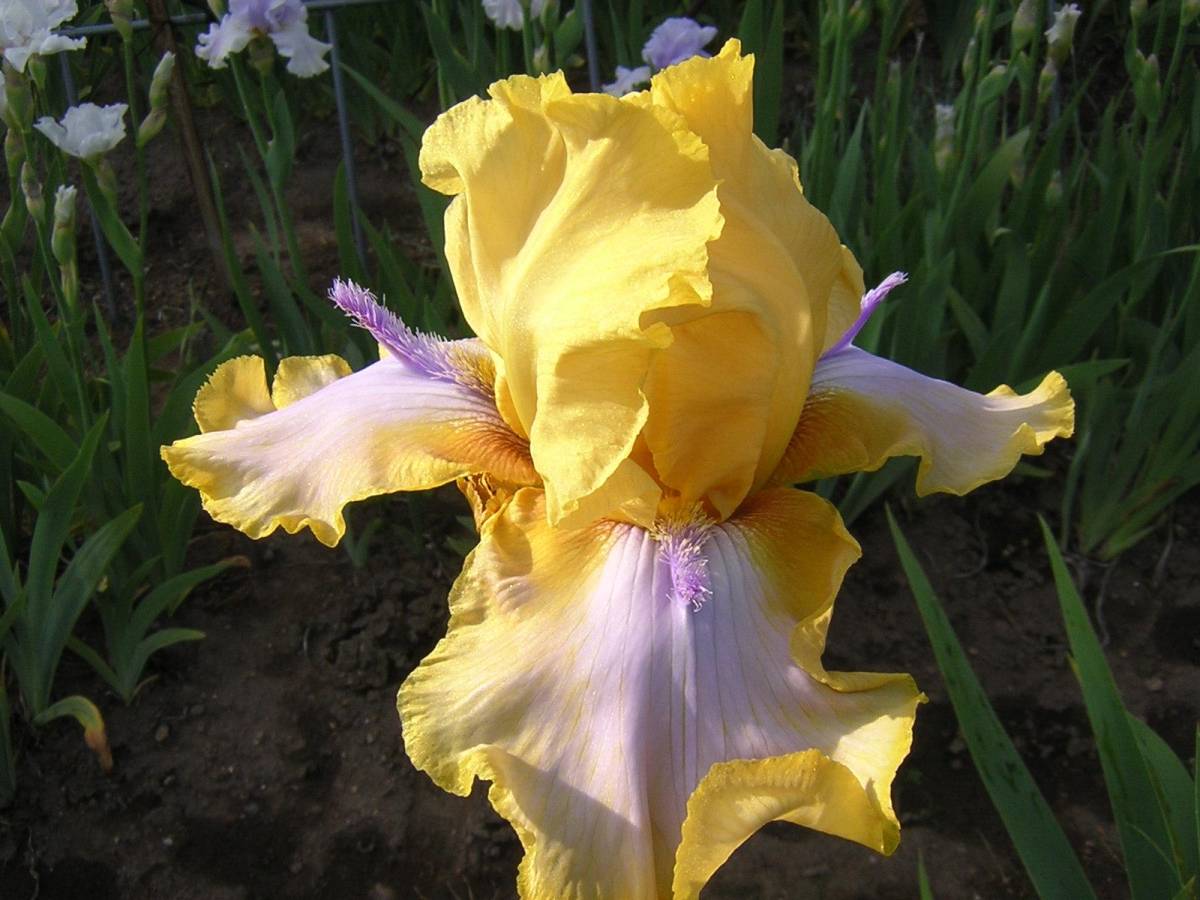  german Iris фиолетовый. hige. редкость . внимание Triple Whammy 