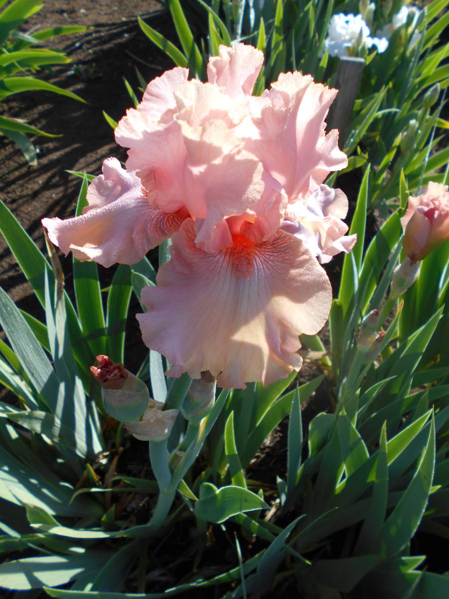  german Iris очень хорошенький . красивый розовый Angel розовый Spirit 