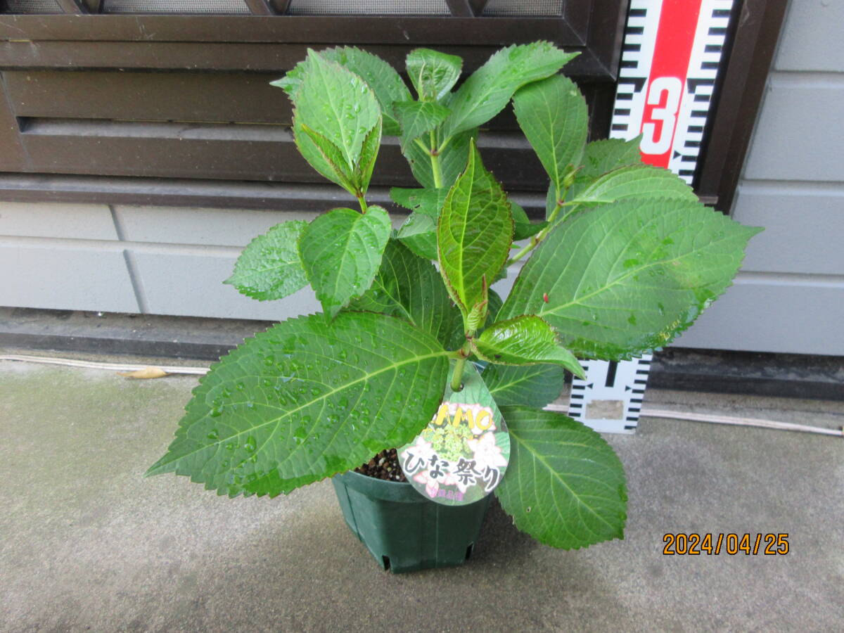 *... hydrangea. seedling .. selection [ Hinamatsuri ] label attaching regular goods,5 number pot *