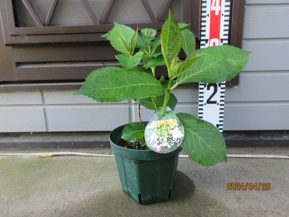 *... hydrangea. seedling .. selection [ Hinamatsuri ] label attaching regular goods,5 number pot *