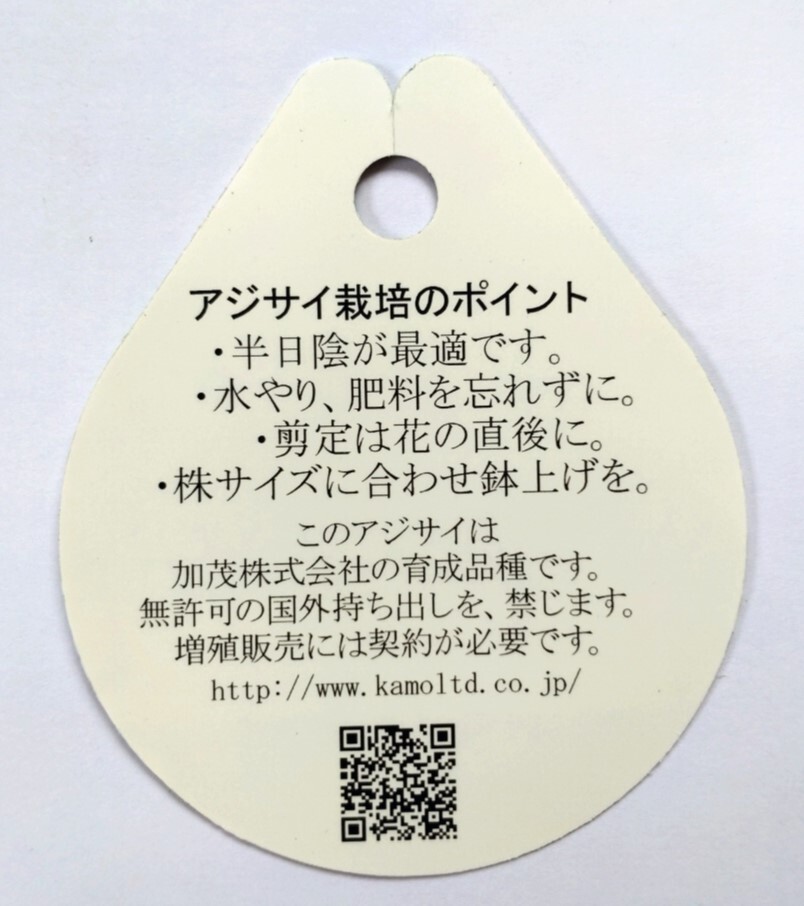 ★育てるアジサイの苗 加茂セレクション『京の街』 ラベル付き正規品、5号鉢★の画像10