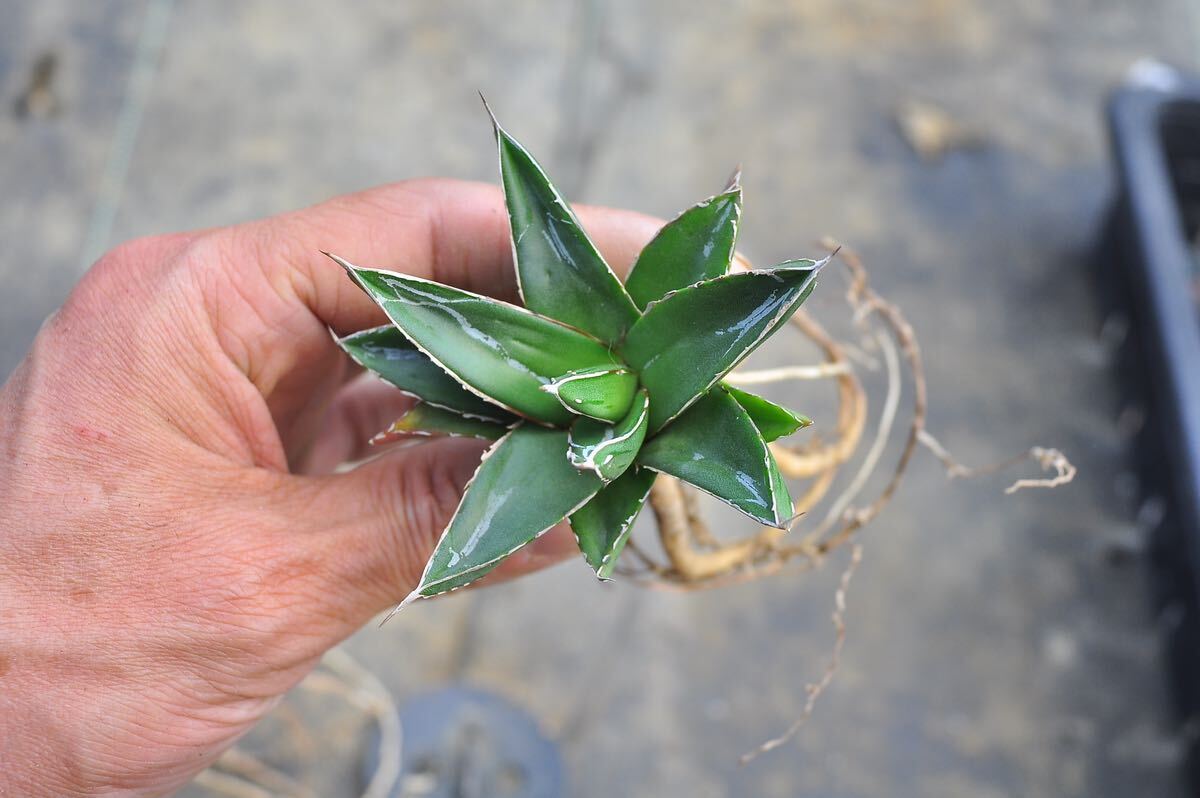 アガベ　笹の雪　バスタマンテ　2株セット 実生　多肉植物 Agave 乱れ雪 王妃 チタノタ　ドワーフ_画像7