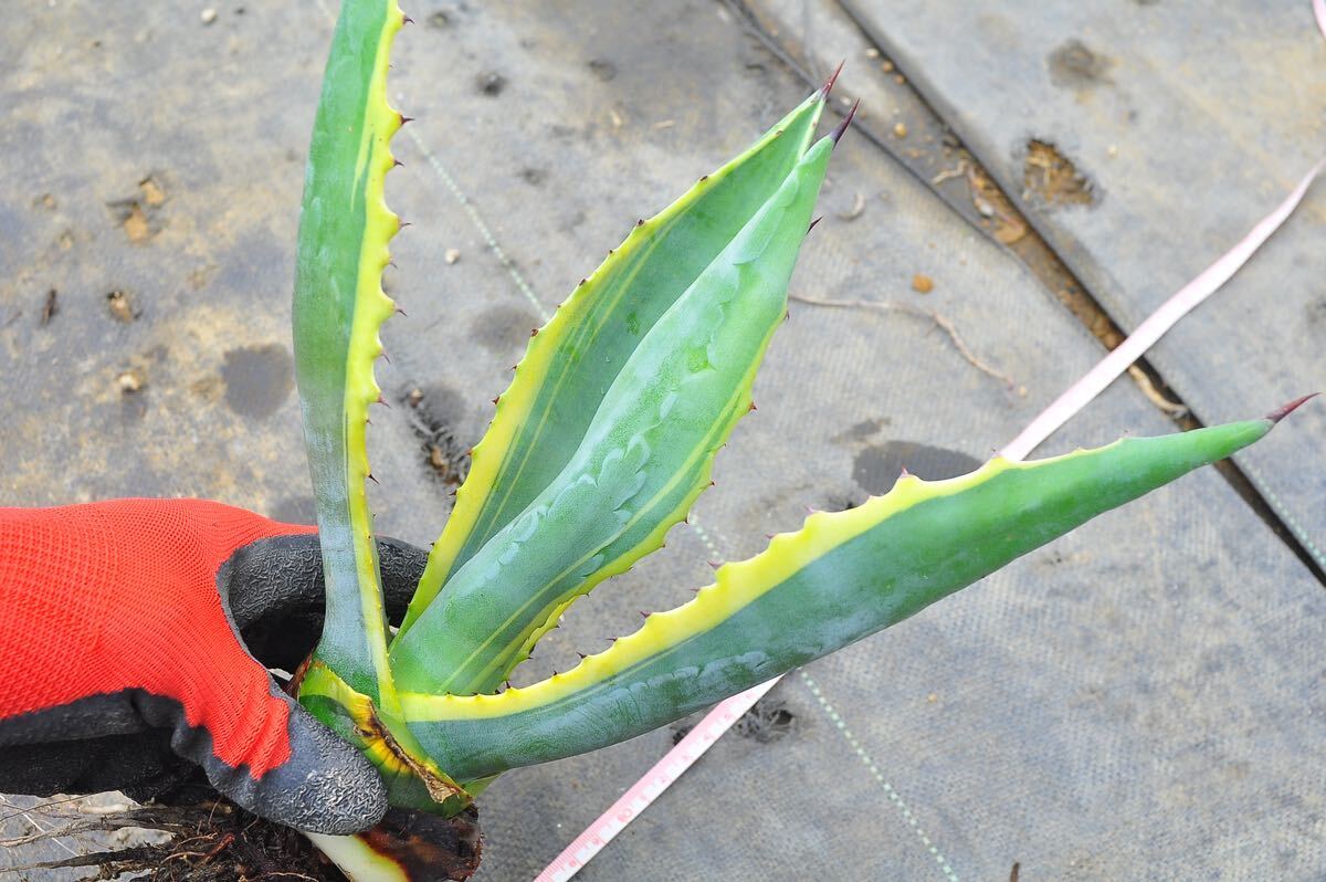 アガベ アメリカーナ 黄覆輪 ② 多肉植物 Aloe 錦 実生 チタノタ フェロックス アロエ エリナケア の画像4