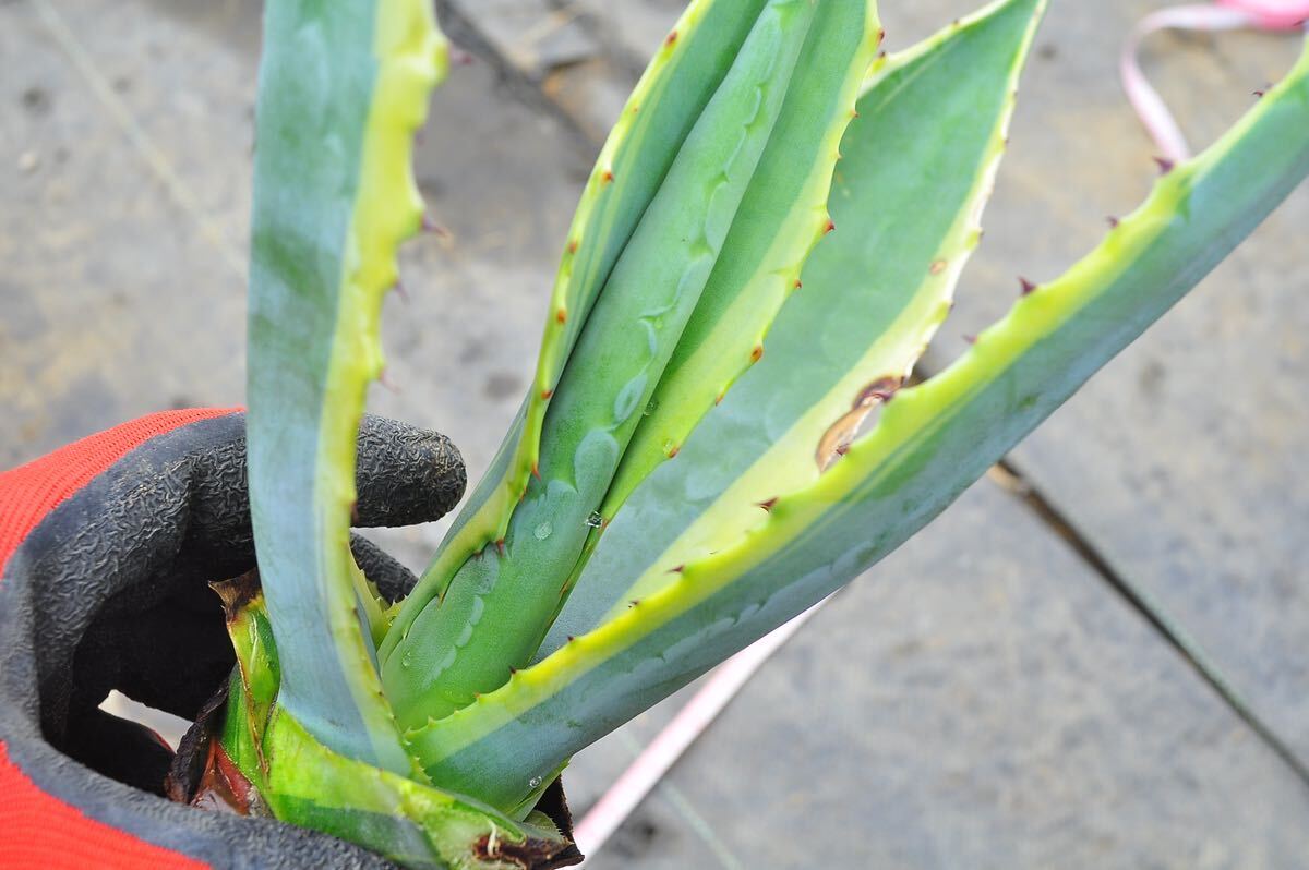 アガベ アメリカーナ 黄覆輪 ② 多肉植物 Aloe 錦 実生 チタノタ フェロックス アロエ エリナケア の画像3