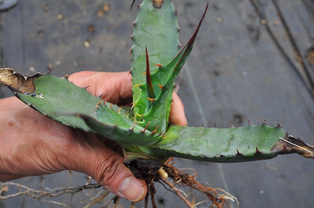 アガベ サルミアナ クラッシスピナ ① 地植え 実生 アメリカーナ 陽炎 ジョーズ ポタトラム イシスメンシス の画像7