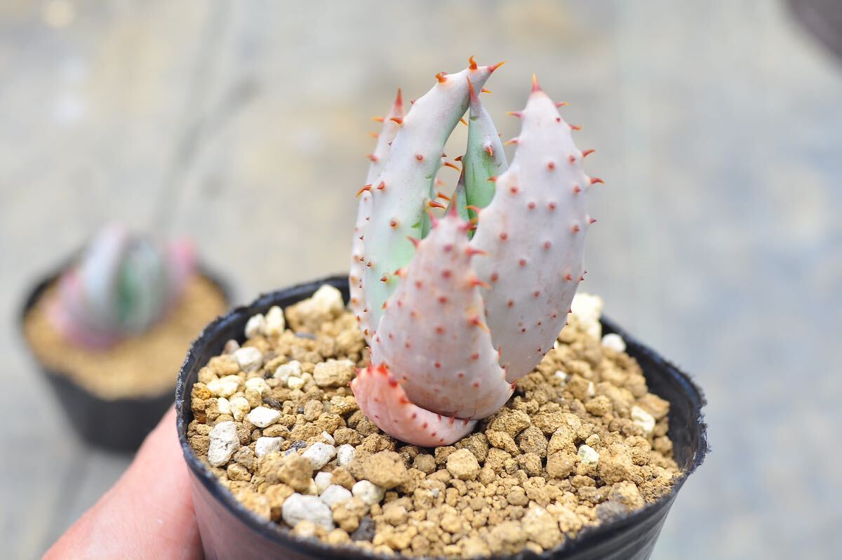 アロエ　セット　ペグレラエ　アクレアータ　Aloe 多肉植物 実生苗 ハオルチア ガステリア チタノタ　塊根_画像7