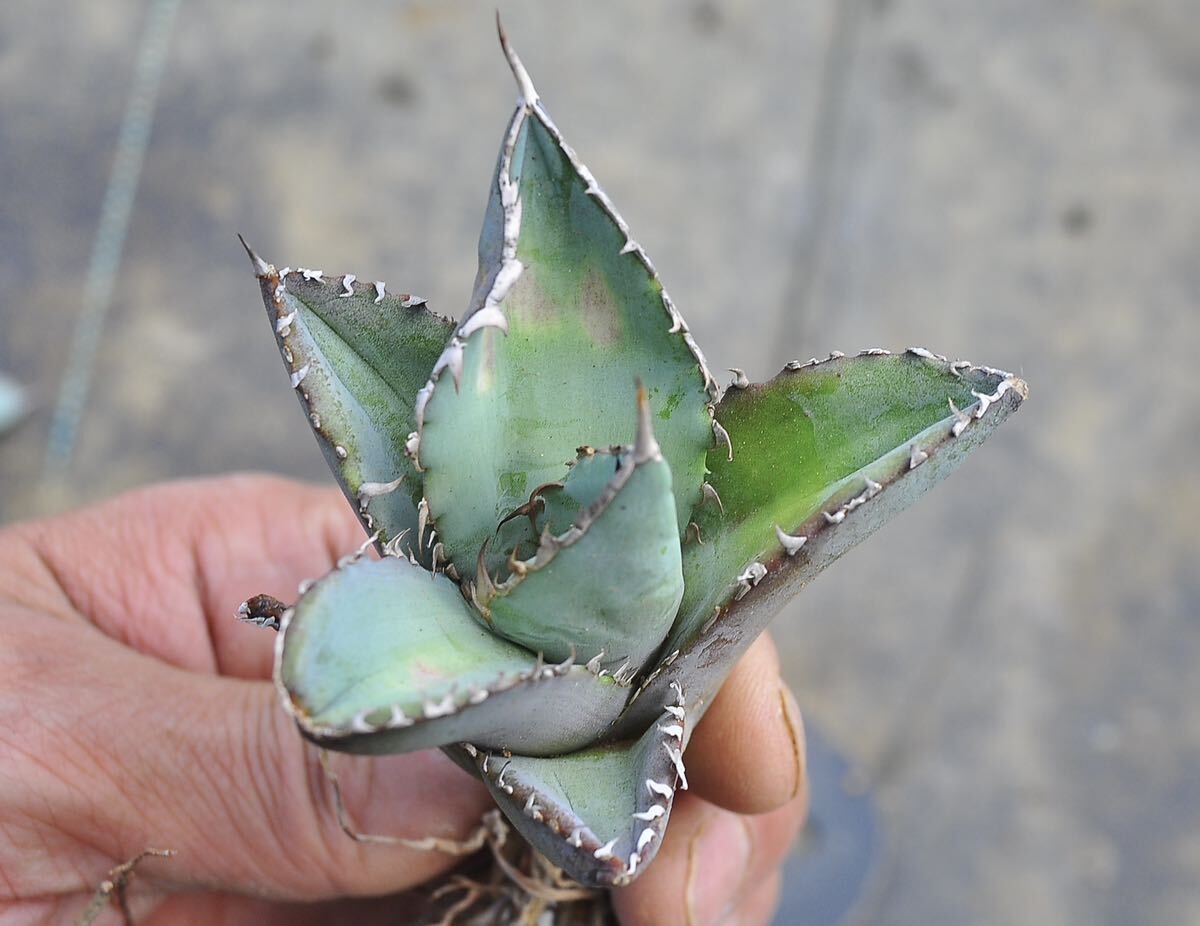 アガベ チタノタブルー 3株セット 実生 多肉植物 オテロイ チタノタ 選抜 ハデス Agave titanota の画像8