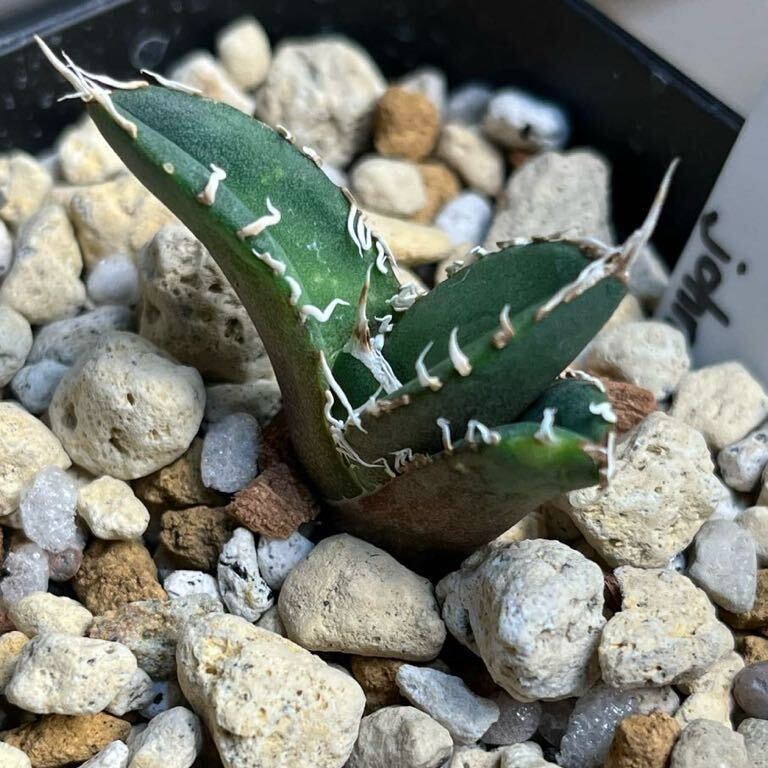  agave chitanota[SAD] south Africa diamond OC white . special selection white image . stock departure root . put on ending 