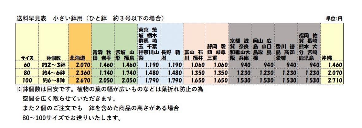 キンリョウヘン 白花 花芽あり No.8 ミツバチ /洋蘭/蜜蜂誘引蘭 /山野草 /富貴蘭 /ミスムフェットの画像6