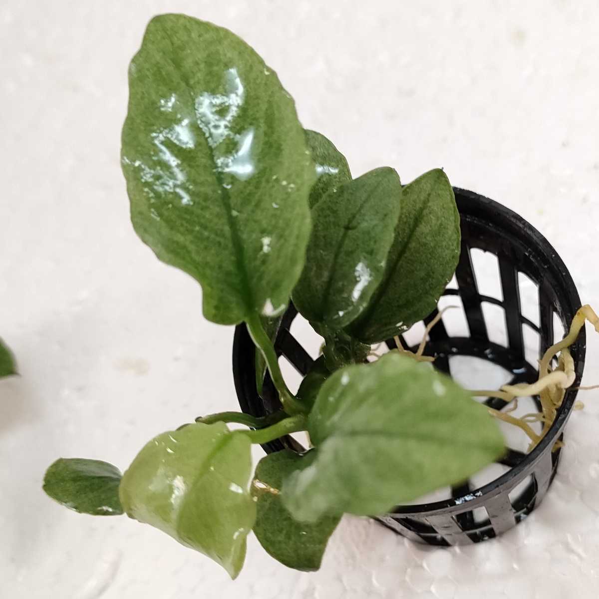 * Anubias Jade leaf number 5 sheets and more Taiwan production 1 stock 