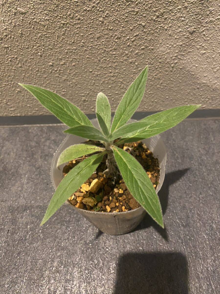 レア蜜源植物　エキウム・カンディカンス Echium candicans F_画像1