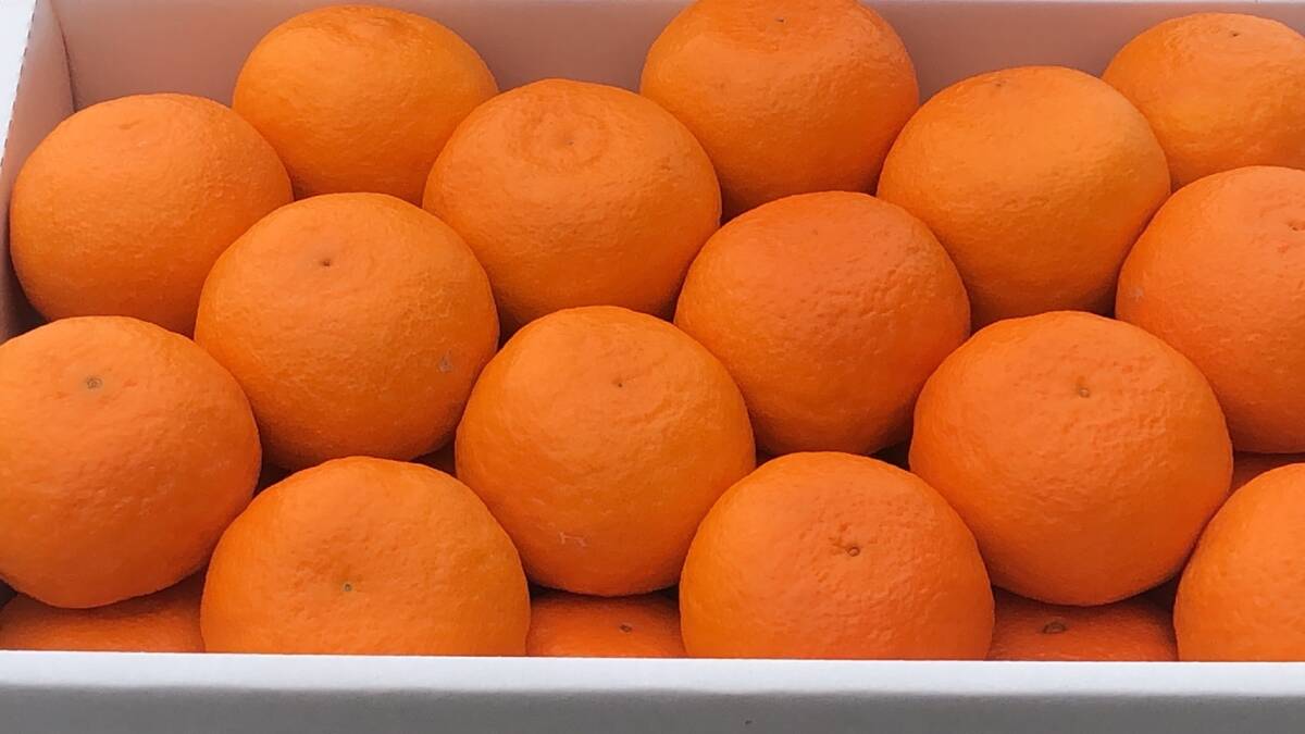 春みかん! 和歌山 有田 高級オレンジ カラーマンダリン 秀品 2L以上 (約24~33個入) 約5kg_画像2