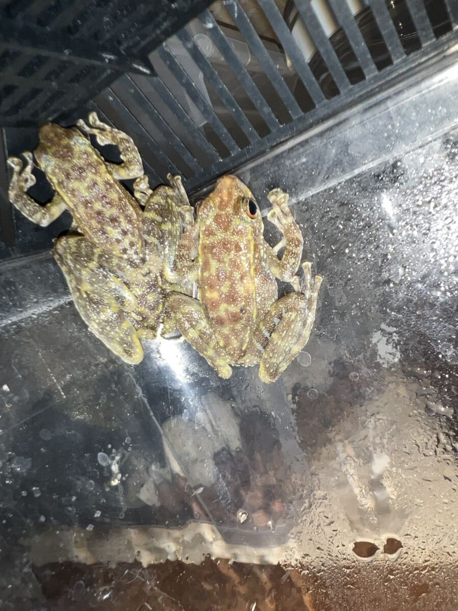 日本初。Amolops sengae sp. Seng’s Lao torrent frog ガエル, 2匹。超レアの画像3