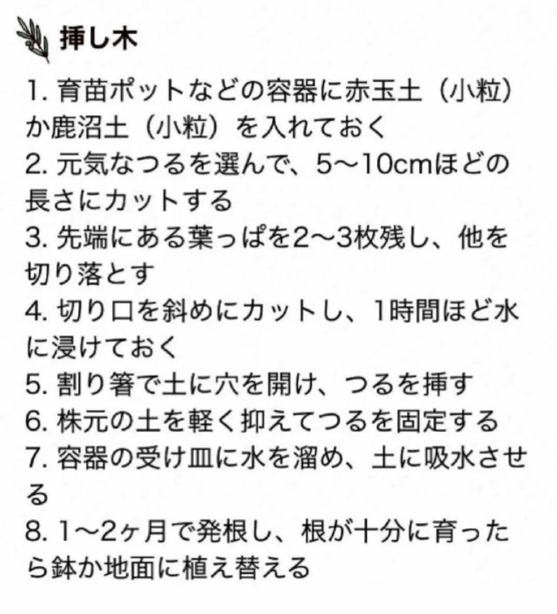 ハツユキカズラ　　挿し芽用カット芽　約20cm 10本以上♪