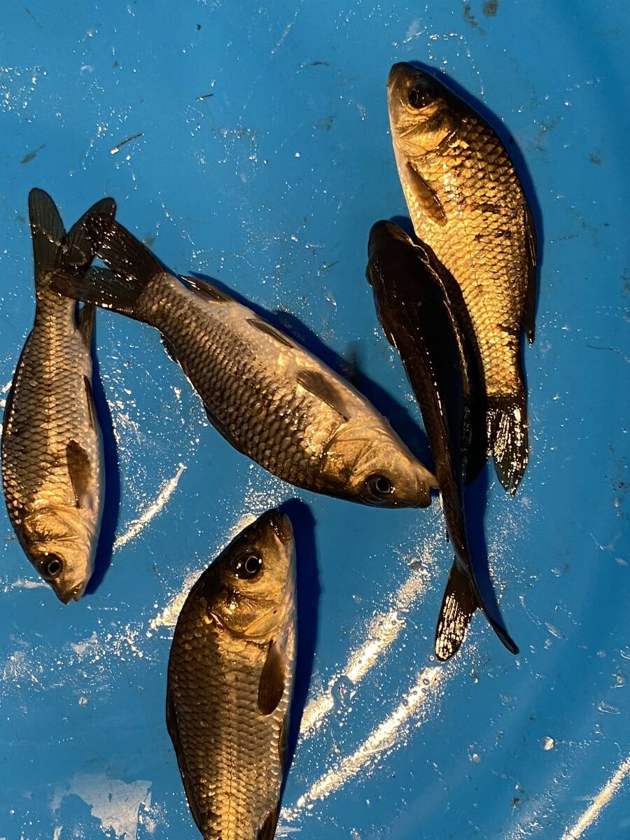 ラスト 琵琶湖産野鯉 5 匹セットの画像2