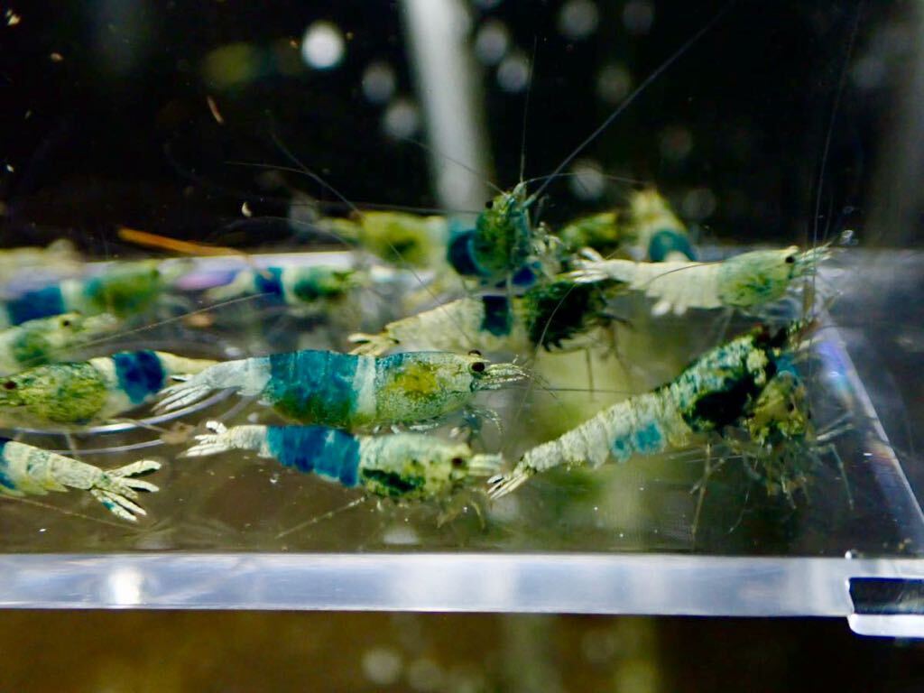 【 HY Shrimp 】サムライブルー 若個体 20匹（抱卵3匹）ライトグレードの画像5